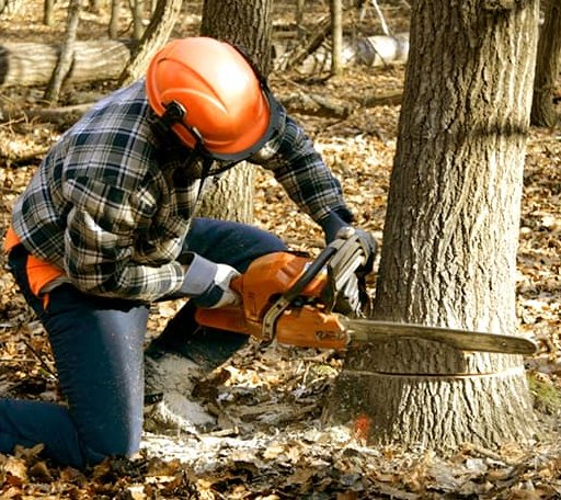 Tree Removal in Docena, AL